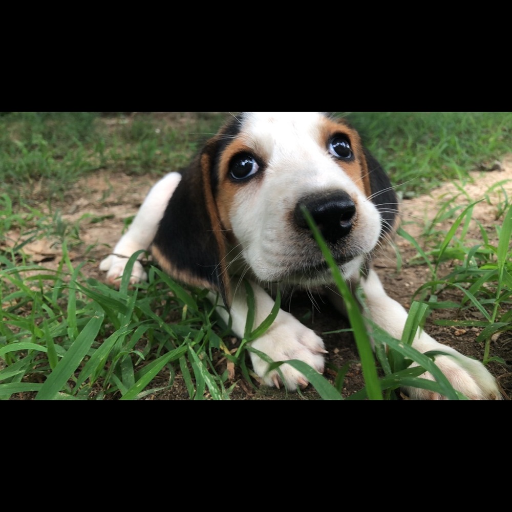 Meet your Posher, Callie